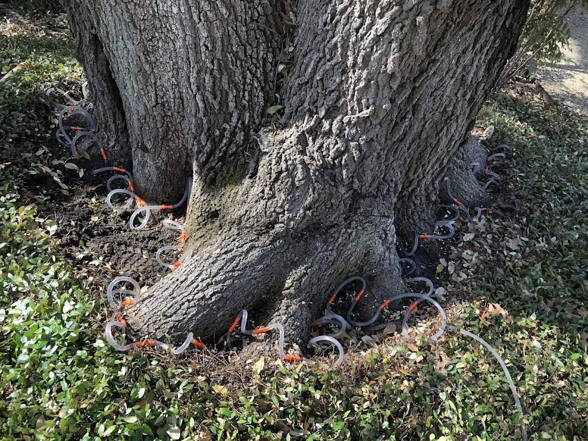 Detailed Tree Cabling and Bracing job site in Kingdom City