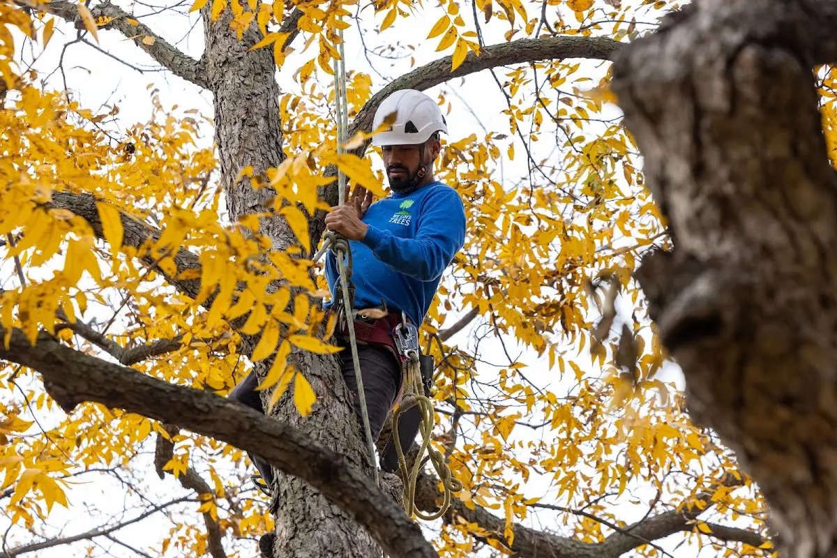 Skilled Tree Pruning crew working in Kingdom City